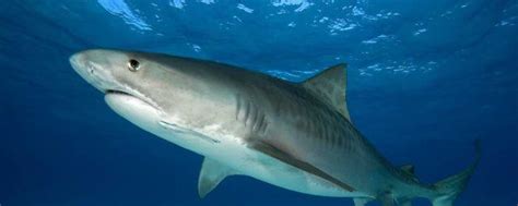 鲨鱼的种类 鲨鱼的种类有什么_知秀网