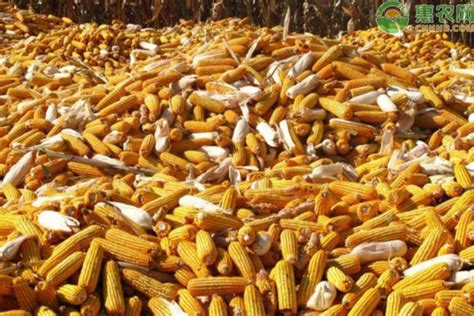 VC果园：2021年玉米价格多少钱一吨？春节前后玉米行情如何？_VC果园_VC果园代理_VC果园总代-VC果园官网