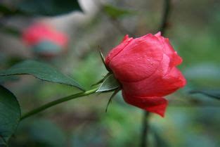 形容玫瑰花的唯美短句 赞美玫瑰花的短句子