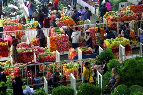 2020年云南省花卉行业市场现状及发展前景分析 在较长时间内将保持在全国优势地位_研究报告 - 前瞻产业研究院