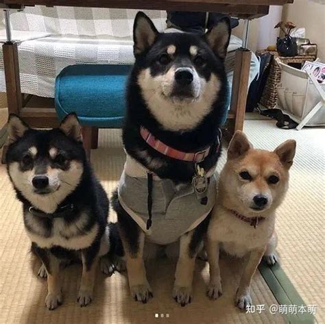 如何分辨日本纯种柴犬和中华田园犬的区别 - 柴豆豆柴犬