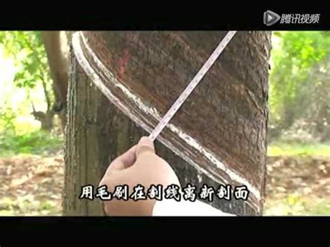 橡胶树栽培与割胶技术