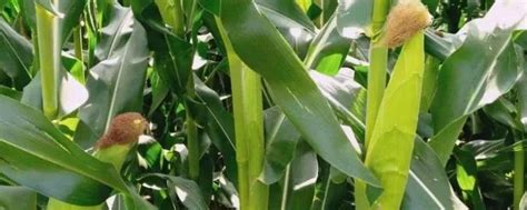 长征104玉米品种的特性，大喇叭口期主要防治玉米螟 - 新三农