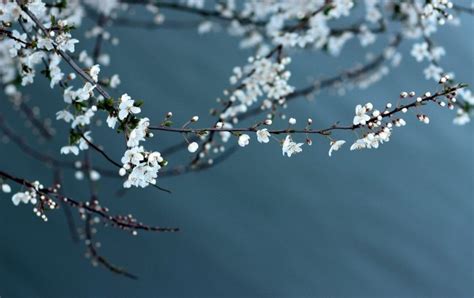 春之白梅花图片