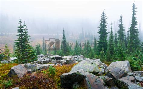 Pine trees and big rocks inside Mount Rainier covered by mist in by ...