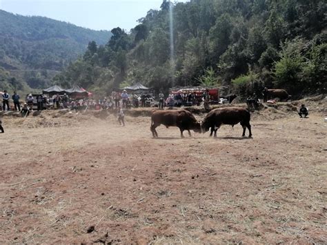 开屏新闻-云南石林“牛王争霸赛”火爆上演，西班牙著名斗牛士也来了！