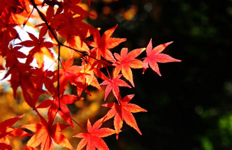 枫叶的花语——秋天的诗意（秋意渐浓，枫叶红艳如火，揭示出生命的美妙变化）_花植网