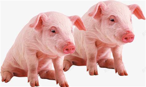 农家土猪配种养殖售卖粉色种猪宣png图片免费下载-素材7yQkkgqgg-新图网