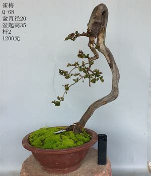 雀梅盆景图片
