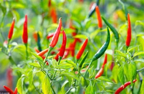 川椒种业：辣椒种植较传统经济作物更能让农民增收 - 川椒种业