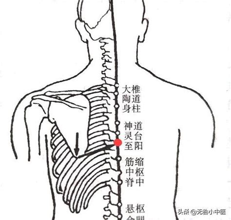 至阳的准确位置图图片 至阳的准确位置图图片