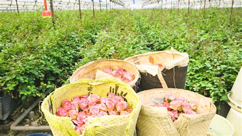年销近百万单，云南玉溪90后夫妻用鲜花创造“美丽经济”