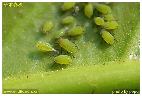 蚜虫和其体内共生菌的前世今生_科普梅州 - 梅州市科学技术协会