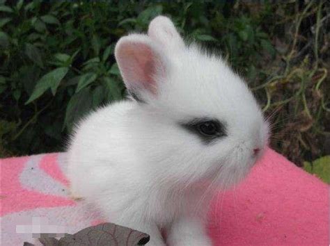 十大宠物兔品种多种垂耳兔上榜第一最小最可爱 – 智畅行可爱宠物网