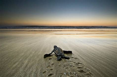 坎伯兰滑龟爬在另一只身上的特写，典型的动物行为，水龟晒太阳高清摄影大图-千库网