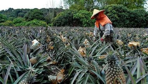 它被称为台湾“三大名果之一”，常被误会是菠萝，殊不知脆甜多汁