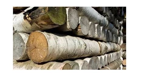 植物世界之最:世界上最硬的木材，比普通的钢铁还要硬一倍_木业资讯-木材网