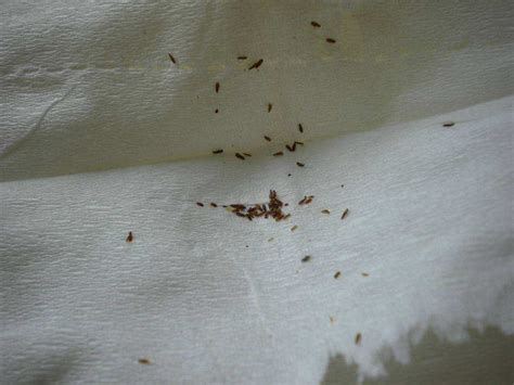 跳蚤的繁殖方法，附跳蚤的生活习性 - 农敢网