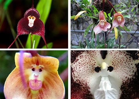 世界上最奇怪的8种植物，奇形怪状，又大又臭，甚至还会动！_被称为