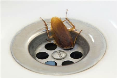 卫生间蟑螂是从哪里出来的？会带来什么危害？ - 文章专栏 - 模袋云