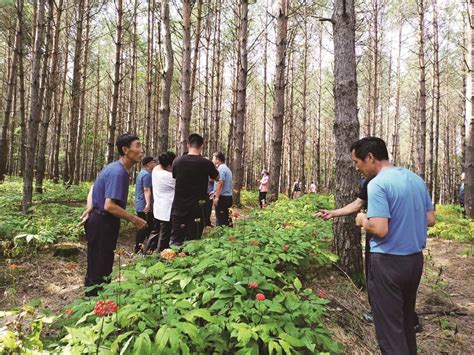 吉林城乡网- 靖宇县多举措推进林下参产业发展