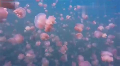 英国海岸遭巨大水母“入侵” 最大直径达1米(高清)【2】--旅游频道_权威全面报道旅游--人民网