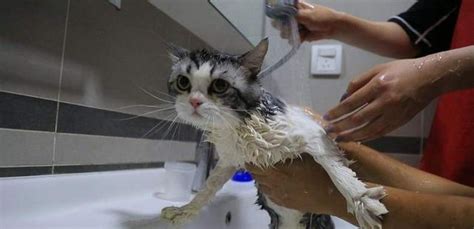 猫为啥总在主人洗澡时蹲在门口看？_找靓机科普V-梨视频官网-Pear Video