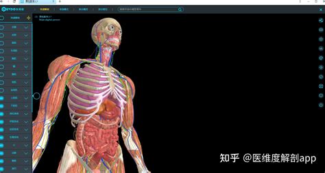 人体全身肌肉附内脏模型医学教学成人人体肌肉解剖内脏解剖80CM-阿里巴巴