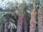 棕榈的养护方法和注意事项