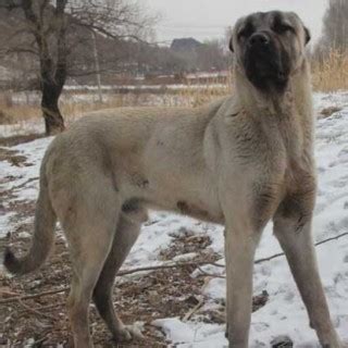 世界最大没有之一，土耳其坎高犬！你知道多少？