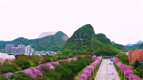 紫荆花图片柳州,全景,宣传_大山谷图库