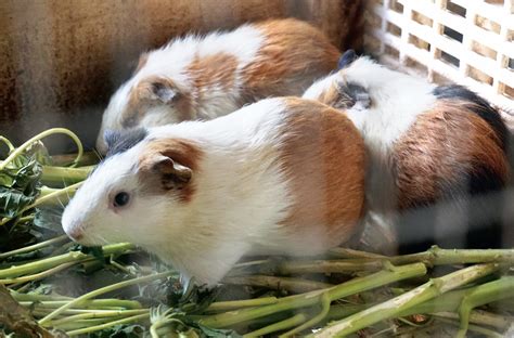 荷兰猪笼子宠物围栏家用造景兔子用品大大便宜房子小别墅豚鼠窝-阿里巴巴