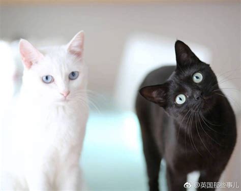 漂亮黑白小猫图片