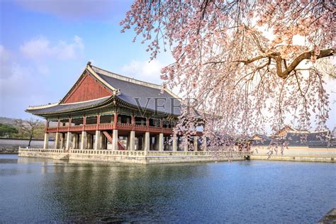 韩国首尔庆福宫，春天的樱花盛开照片摄影图片_ID:317092406-Veer图库