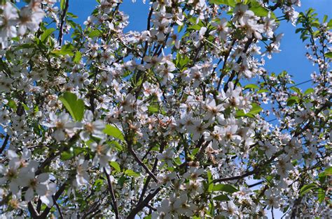 有小白花的盛开的灌木高清图片下载-正版图片504293123-摄图网