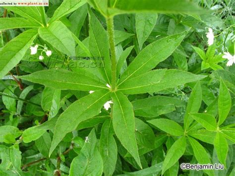 草本威灵仙Veronicastrum sibiricum (Linn.) Pennell _植物通