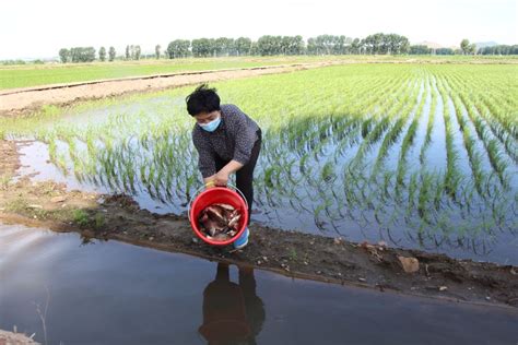 兴安盟农牧局-兴安盟持续探索稻渔综合种养新品种