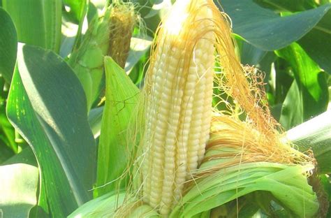 市场上玉米的种类很多，它们之间有什么差别吗？哪种玉米更营养？_研究_我国_miR