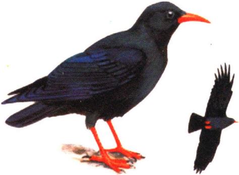 喜鹊和乌鸦的区别有哪些（怎么区分乌鸦与喜鹊） – 碳资讯