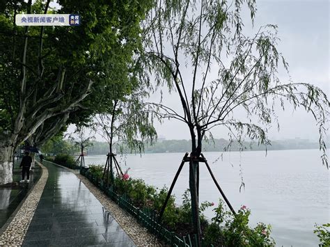 杭州西湖断桥边的柳树已连夜补种 杭州西湖景区回应：深入调查后将追责_国内新闻_国内国际_新闻频道_福州新闻网
