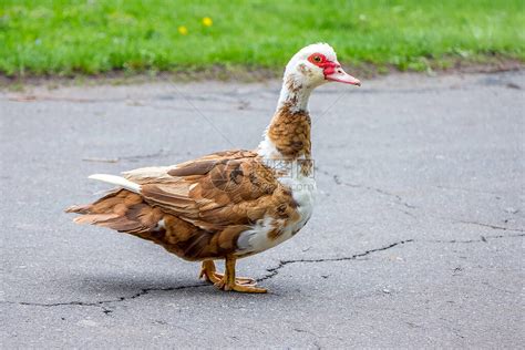 农场院子里的棕色鸭子种鸭高清图片下载-正版图片504262020-摄图网