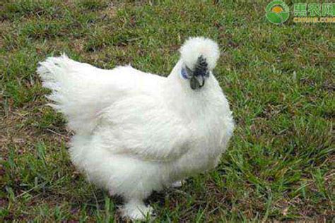 出售波兰鸡 婆罗门鸡 元宝鸡 长尾鸡 婆罗门鸡苗 观赏鸡种蛋-阿里巴巴