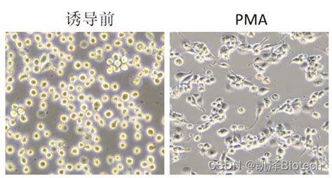 M1型和M2型巨噬细胞Marker-靶点科技（北京）有限公司