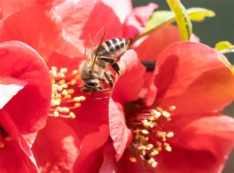 蜜蜂采蜜摄影高清图片 - 爱图网