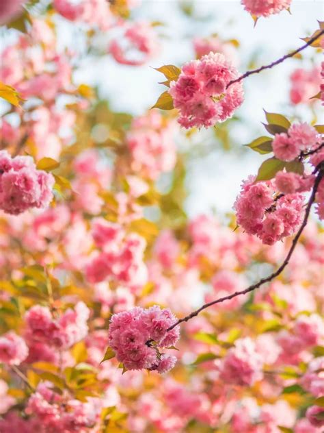 春暖花开，来河北游船、踏青、赏花吧