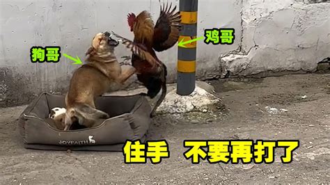 盘点动物干架搞笑名场面_腾讯视频