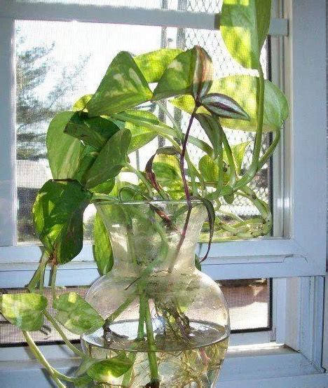 小口玻璃瓶养什么植物 - 业百科