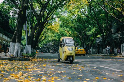 2022中山四路游玩攻略,黄葛树落叶满地🌸这里超适...【去哪儿攻略】