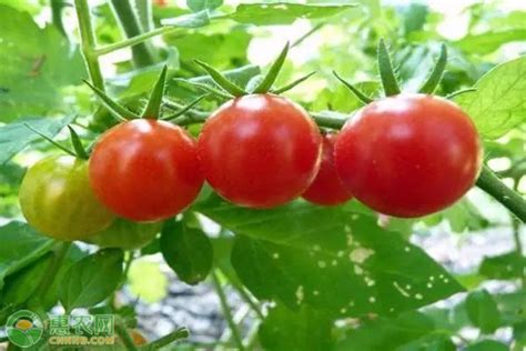 西红柿的种类有哪些