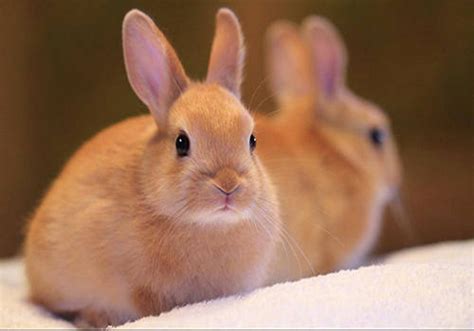 兔子发抖是什么原因，兔子身体发抖,身体起伏大怎么回事|admin_人人点